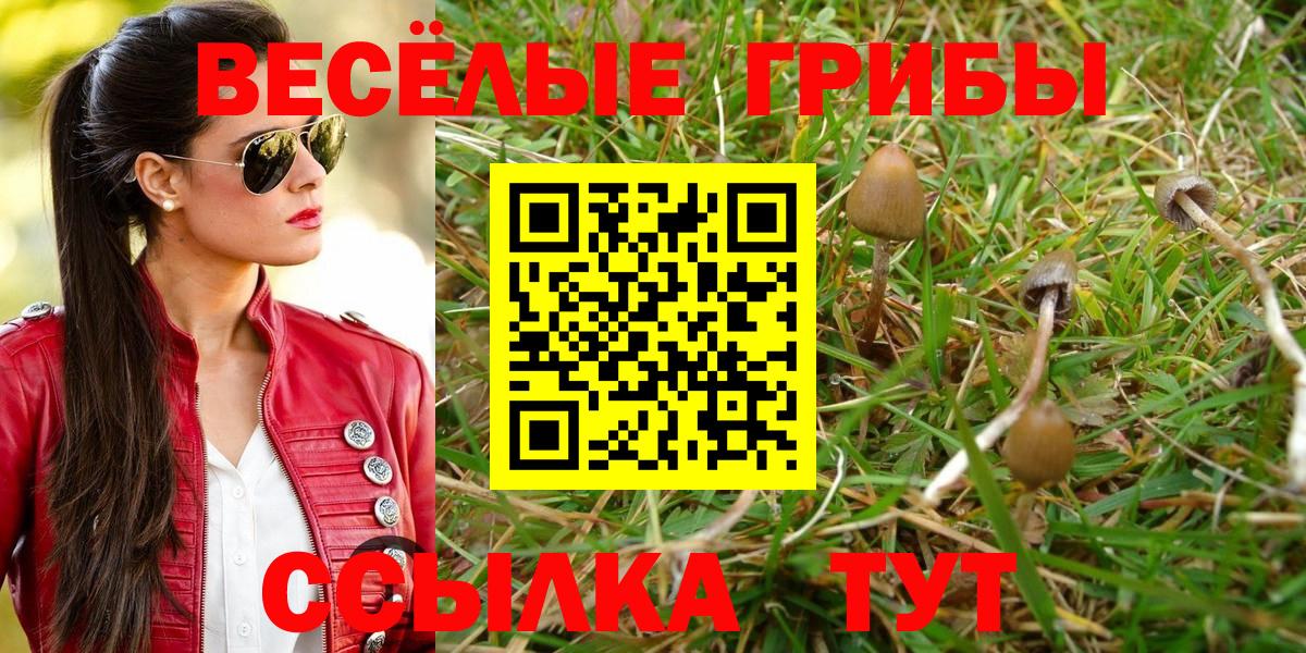 Псилоцибиновые грибы Psilocybine cubensis Новозыбков