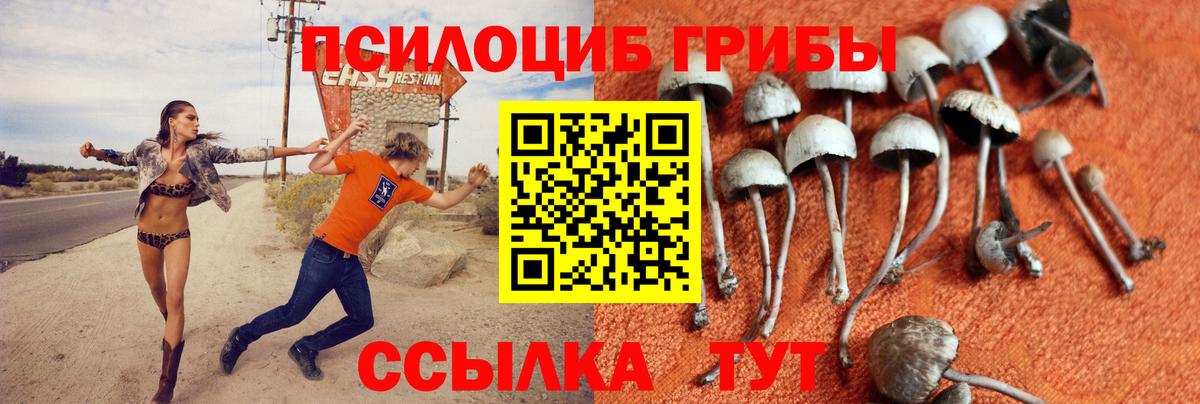 Новозыбков  Галлюциногенные грибы Psilocybe  Псилоцибиновые грибы мицелий  Вход с VPN 